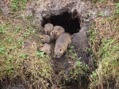 [One medium-sized and four small nutria are climbing out of a hole in the hillside.]